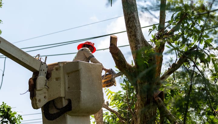 Tree care and maintenance services in Long Beach