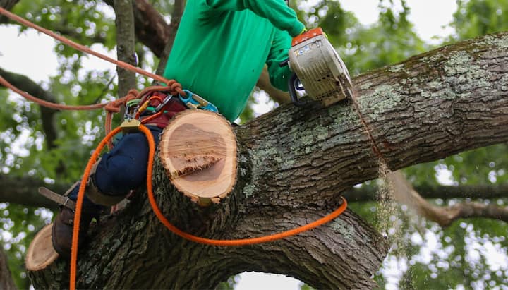 Shed your worries away with best tree removal in Long Beach