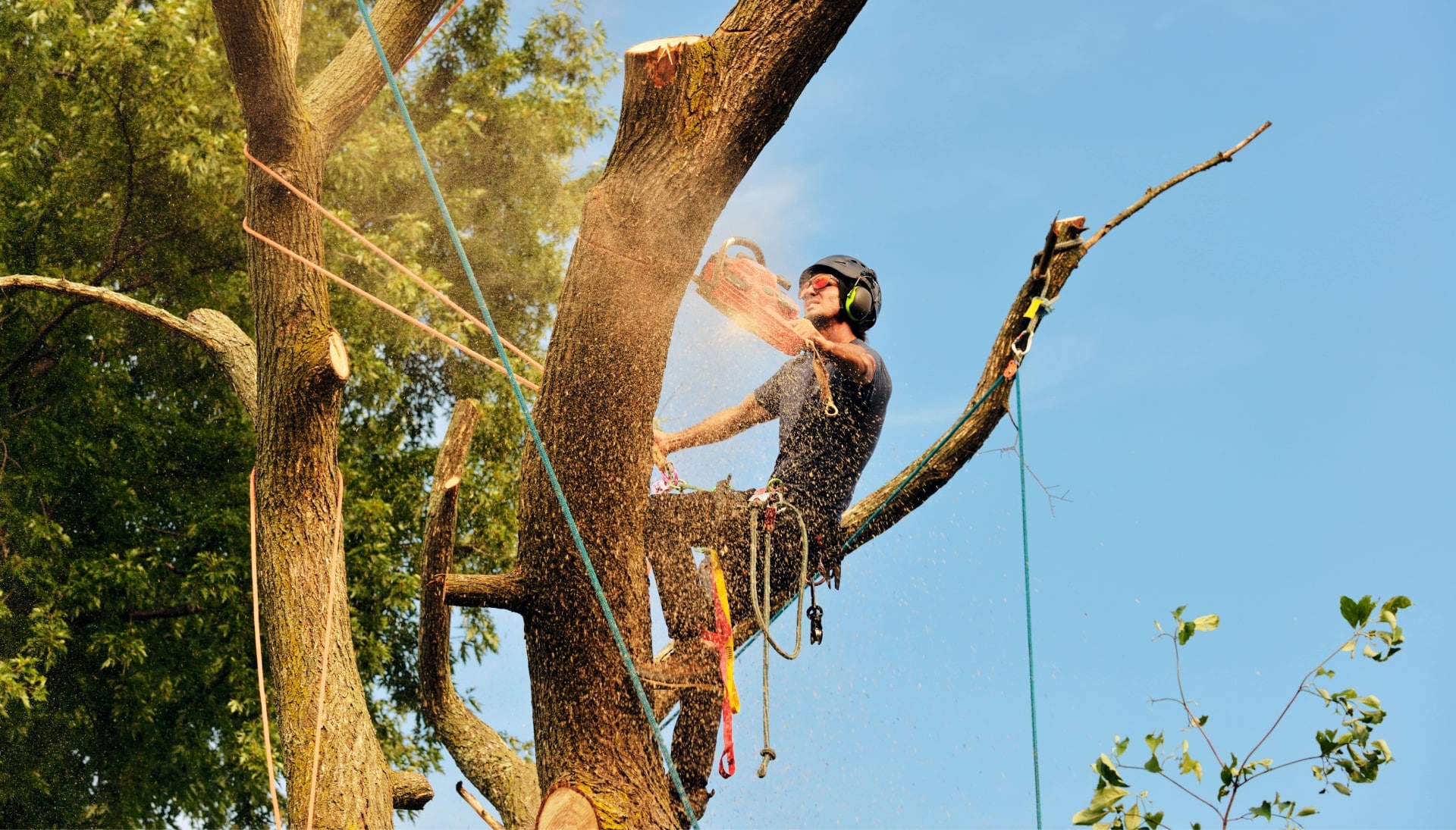 Get rid of tree problems with the expert tree removal contractors in Long Beach