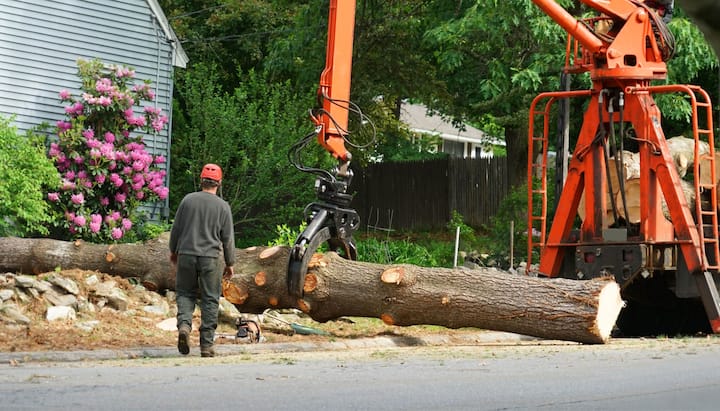 Local partner for Tree removal services in Long Beach