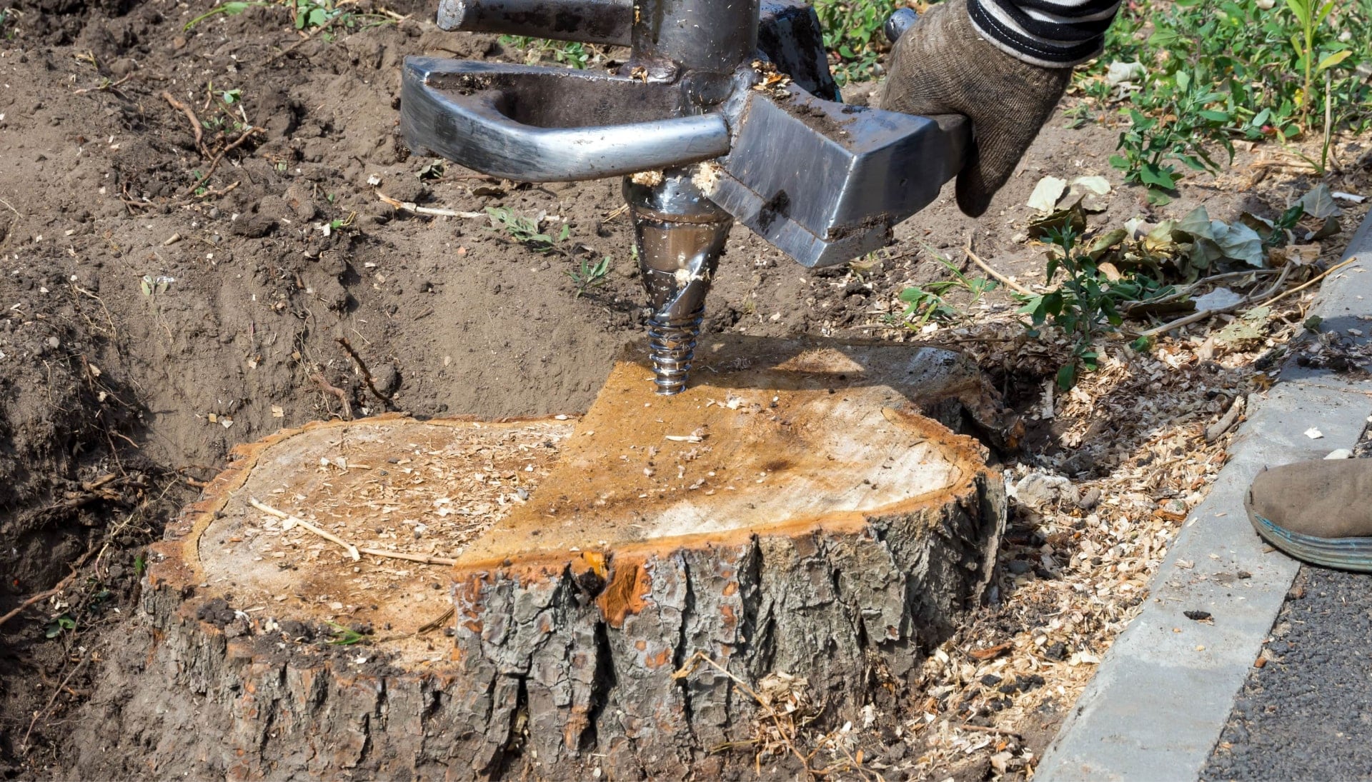 Long Beach Tree stump removal